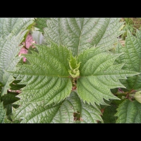 Bohemeria platanifolia (fam Urticacees) (Chine) (2)